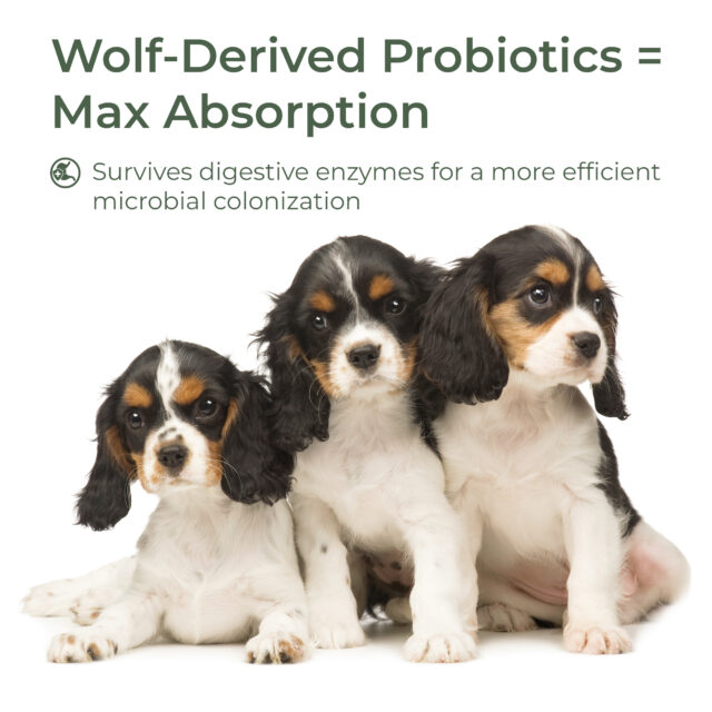 Advanced Probiotics - Image 7